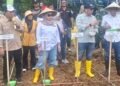 Pengembangan Bibit Jagung JJ UH 01, Bupati Barru dan Unhas Gelar Tanam Bersama