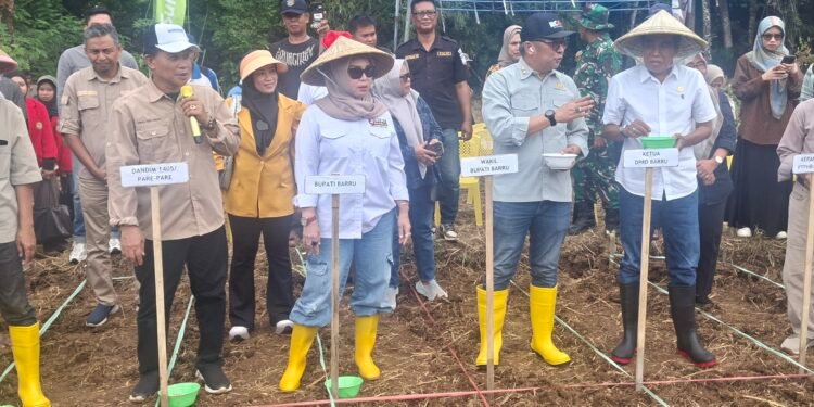 Pengembangan Bibit Jagung JJ UH 01, Bupati Barru dan Unhas Gelar Tanam Bersama