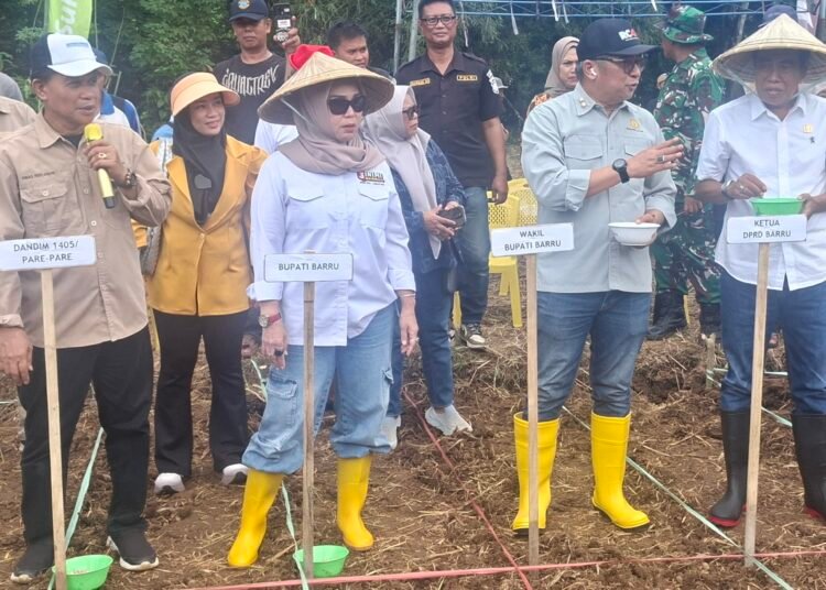 Pengembangan Bibit Jagung JJ UH 01, Bupati Barru dan Unhas Gelar Tanam Bersama