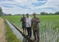 Kapusdiklat Kementan RI Tinjau Langsung Pertanaman Padi di Barru