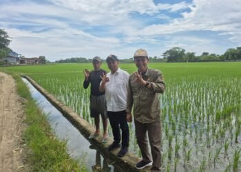 Kapusdiklat Kementan RI Tinjau Langsung Pertanaman Padi di Barru