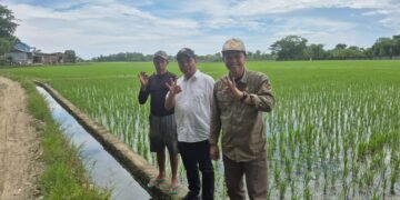 Kapusdiklat Kementan RI Tinjau Langsung Pertanaman Padi di Barru