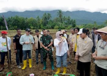 Kadis Pangan PTHBUN Barru Tanam Bersama Benih Jagung Hibrida JJUH 01 di Desa Galung