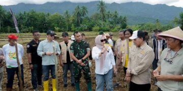 Kadis Pangan PTHBUN Barru Tanam Bersama Benih Jagung Hibrida JJUH 01 di Desa Galung