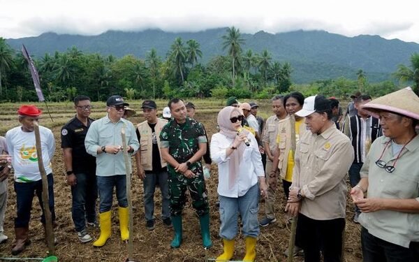 Kadis Pangan PTHBUN Barru Tanam Bersama Benih Jagung Hibrida JJUH 01 di Desa Galung