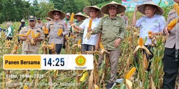 Kadis Pangan Barru, PTHBUN, dan Kapolres Ikuti Panen Raya Jagung Serentak Kwartal II 2026, Dukung Swasembada Jagung