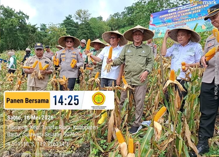 Kadis Pangan Barru, PTHBUN, dan Kapolres Ikuti Panen Raya Jagung Serentak Kwartal II 2026, Dukung Swasembada Jagung