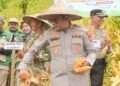 Kapolres Barru AKBP Ananda Fauzi Harahap: Panen Raya Jagung Wujud Dukungan Ketahanan Pangan Nasional