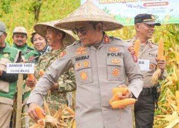 Kapolres Barru AKBP Ananda Fauzi Harahap: Panen Raya Jagung Wujud Dukungan Ketahanan Pangan Nasional
