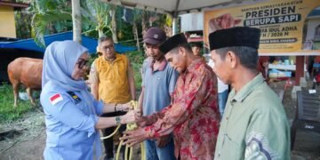 Bupati Andi Ina Serahkan Bantuan Sapi Kurban Presiden di Mallusetasi