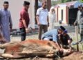 Kapolres Barru Pimpin Penyembelihan Hewan Kurban, Pererat Kepedulian Sosial dengan Masyarakat