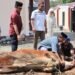 Kapolres Barru Pimpin Penyembelihan Hewan Kurban, Pererat Kepedulian Sosial dengan Masyarakat