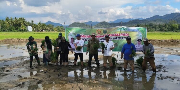 Direktur Pusat Pendidikan Kementan RI Lakukan Tanam Bersama Poktan Sappo Batu I di Tanete Riaja