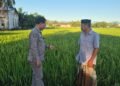 Padi Penangkar Varietas Cakrabuana Mulai Berbuah, Petani Barru Harapkan Cuaca Tetap Bersahabat