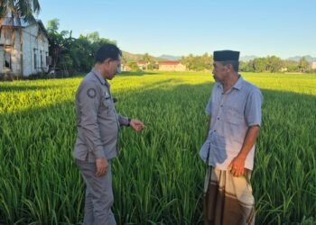 Padi Penangkar Varietas Cakrabuana Mulai Berbuah, Petani Barru Harapkan Cuaca Tetap Bersahabat