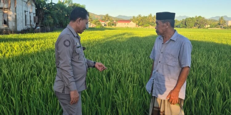 Padi Penangkar Varietas Cakrabuana Mulai Berbuah, Petani Barru Harapkan Cuaca Tetap Bersahabat