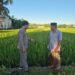 Padi Penangkar Varietas Cakrabuana Mulai Berbuah, Petani Barru Harapkan Cuaca Tetap Bersahabat