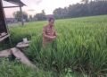 Padi Varietas Cakra Buana di Barru Mulai Berbuah, Panen Perdana Ditargetkan Awal Juli 2026
