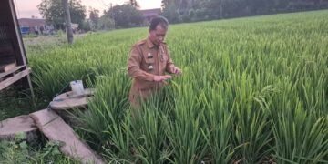 Padi Varietas Cakra Buana di Barru Mulai Berbuah, Panen Perdana Ditargetkan Awal Juli 2026