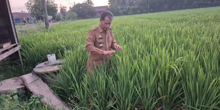 Padi Varietas Cakra Buana di Barru Mulai Berbuah, Panen Perdana Ditargetkan Awal Juli 2026