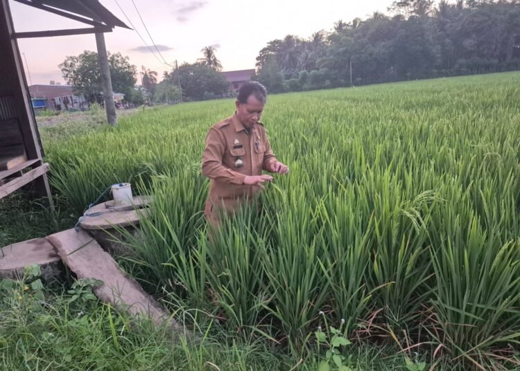 Padi Varietas Cakra Buana di Barru Mulai Berbuah, Panen Perdana Ditargetkan Awal Juli 2026