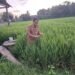 Padi Varietas Cakra Buana di Barru Mulai Berbuah, Panen Perdana Ditargetkan Awal Juli 2026