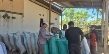 Kadis PTPHBUN Barru Monitoring Hasil Panen Penangkar Benih Varietas Cakrabuana Super Genjah untuk Persiapan Benih MT III Tahun 2026
