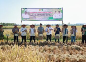 Gerakan Panen Bersama di Barru, Kadis PTPHBUN Dampingi Wakil Bupati Dukung Peningkatan Luas Tambah Tanam MT II 2026