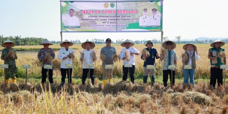 Gerakan Panen Bersama di Barru, Kadis PTPHBUN Dampingi Wakil Bupati Dukung Peningkatan Luas Tambah Tanam MT II 2026