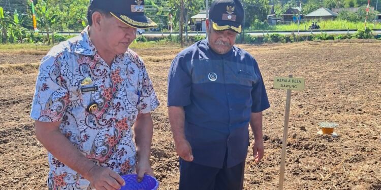 Kades Tompo Bersama Kades Siawung Ikuti Penanaman Jagung JJUH Program Penangkaran Parent Seed