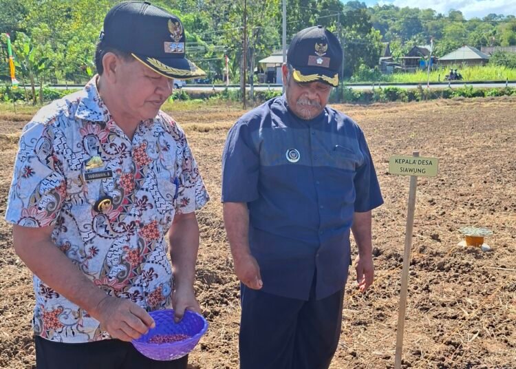 Kades Tompo Bersama Kades Siawung Ikuti Penanaman Jagung JJUH Program Penangkaran Parent Seed