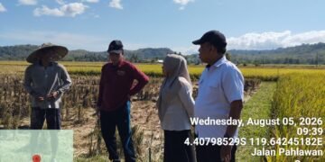Kadis PTPHBUN Barru Tinjau Lokasi Persawahan untuk Persiapan Tanam Bersama Program PMAAS