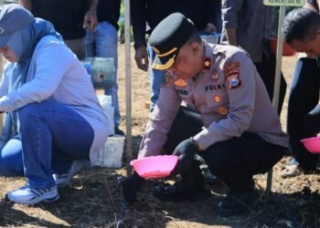 Polres Barru Perkuat Komitmen Ketahanan Pangan Lewat Program Penanaman Jagung JJUH