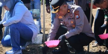 Polres Barru Perkuat Komitmen Ketahanan Pangan Lewat Program Penanaman Jagung JJUH