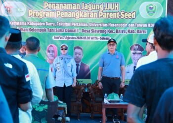 Kolaborasi Pemkab Barru, Unhas, dan Taiwan ICDF Kembangkan Benih Jagung Unggul