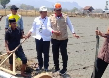 Tanam Bersama PMAAS di Kiru-Kiru, Dorong Capaian IP 300 Kabupaten Barru