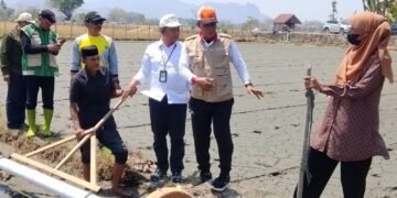 Tanam Bersama PMAAS di Kiru-Kiru, Dorong Capaian IP 300 Kabupaten Barru