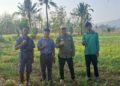 Kadis PTPHBUN Barru Monev Pertanaman Penangkar Faren Seed JJUH, Sekaligus Panen Bawang Merah di Nepo
