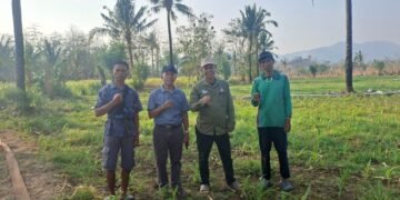 Kadis PTPHBUN Barru Monev Pertanaman Penangkar Faren Seed JJUH, Sekaligus Panen Bawang Merah di Nepo