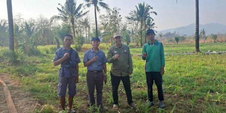 Kadis PTPHBUN Barru Monev Pertanaman Penangkar Faren Seed JJUH, Sekaligus Panen Bawang Merah di Nepo