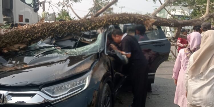 Wujud Pelayanan Polri, Bhabinkamtibmas Lawallu Bergerak Cepat Tangani Musibah Pohon Tumbang di Barru