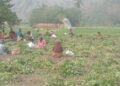 Panen Kacang Tanah Meningkat, KT To Nepo Perkuat Sektor Pertanian di Kabupaten Barru
