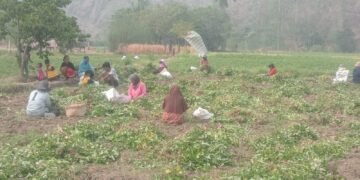 Panen Kacang Tanah Meningkat, KT To Nepo Perkuat Sektor Pertanian di Kabupaten Barru