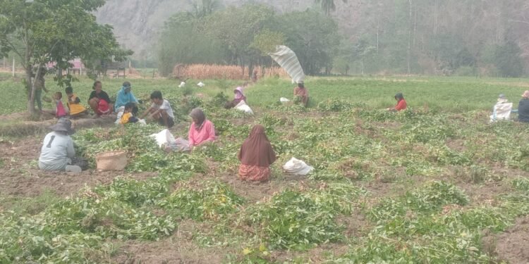 Panen Kacang Tanah Meningkat, KT To Nepo Perkuat Sektor Pertanian di Kabupaten Barru