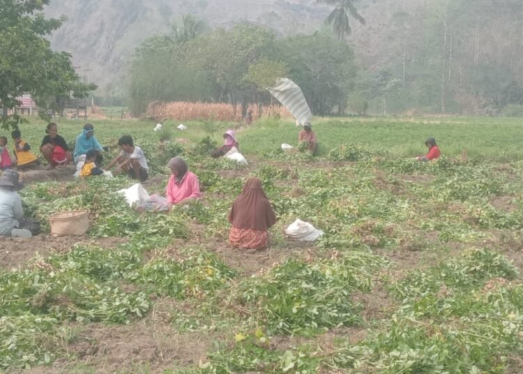 Panen Kacang Tanah Meningkat, KT To Nepo Perkuat Sektor Pertanian di Kabupaten Barru