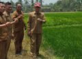 Kadis PTPHBUN Barru Tinjau Pertanaman Padi IP 300 MT III 2026 di Tengah Ancaman El Niño