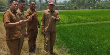 Kadis PTPHBUN Barru Tinjau Pertanaman Padi IP 300 MT III 2026 di Tengah Ancaman El Niño