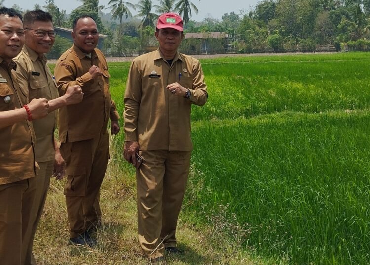 Kadis PTPHBUN Barru Tinjau Pertanaman Padi IP 300 MT III 2026 di Tengah Ancaman El Niño